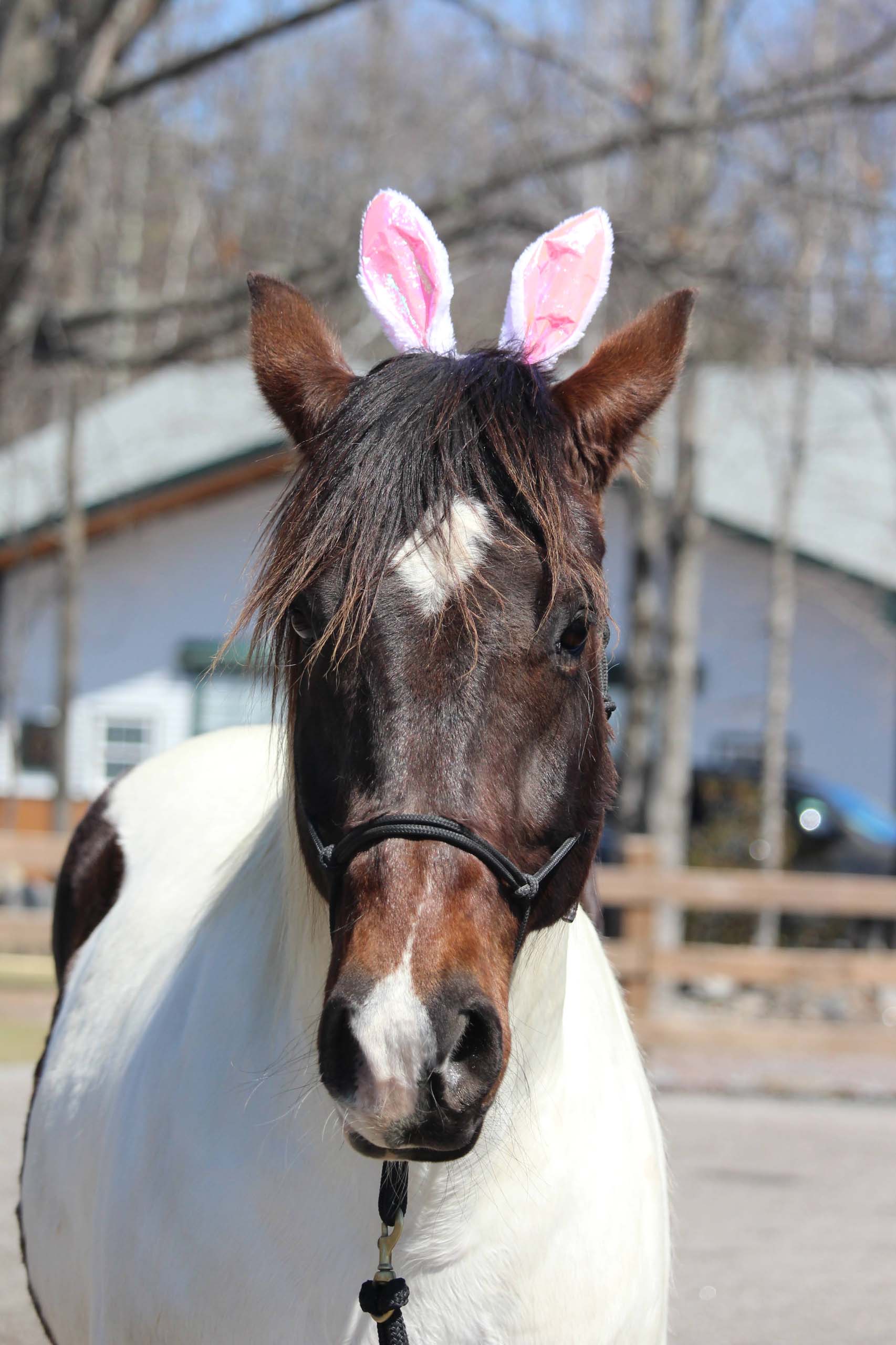 Grace — Youth & small adult partner