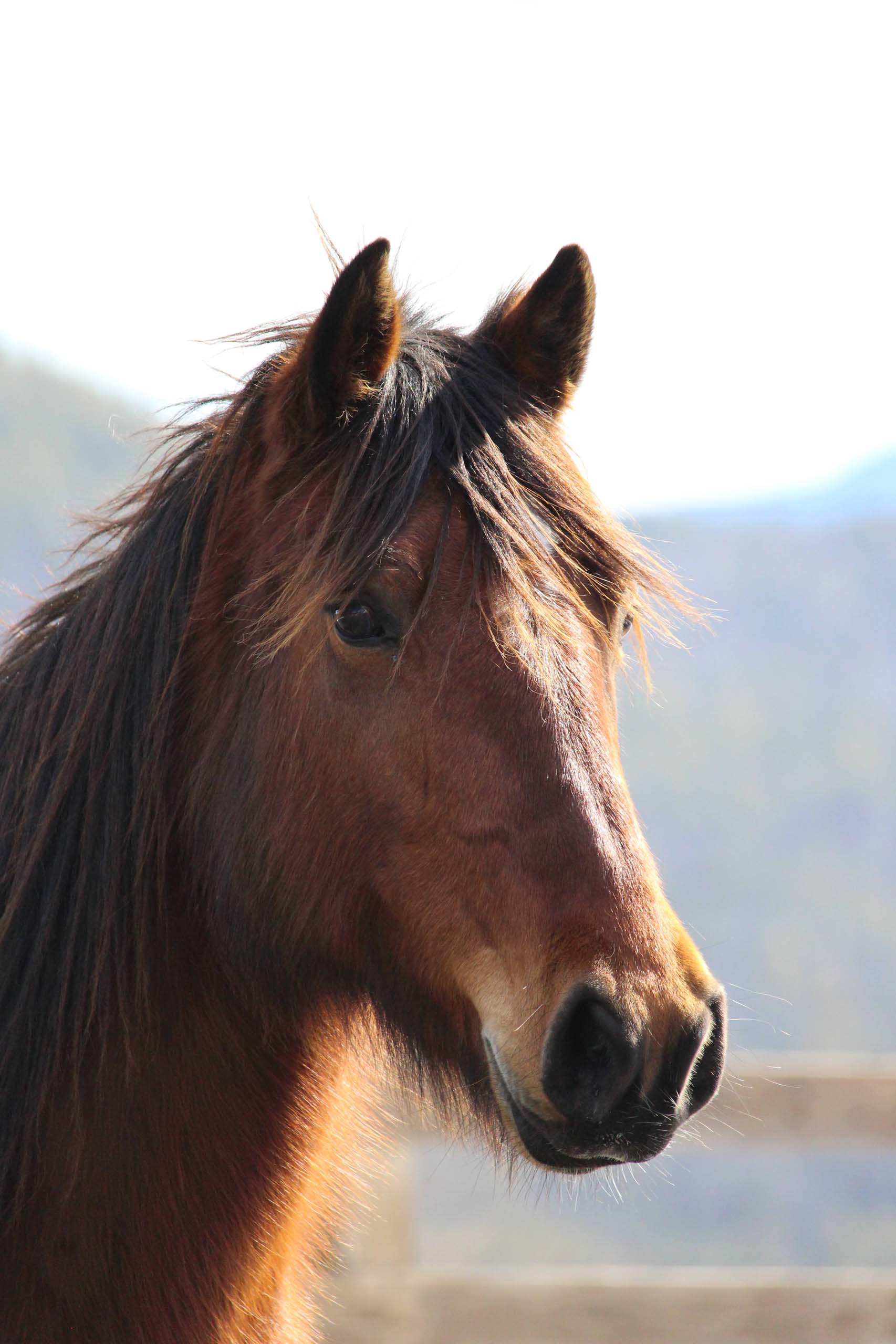 Maple — therapeutic riding partner at Full Circle Farm