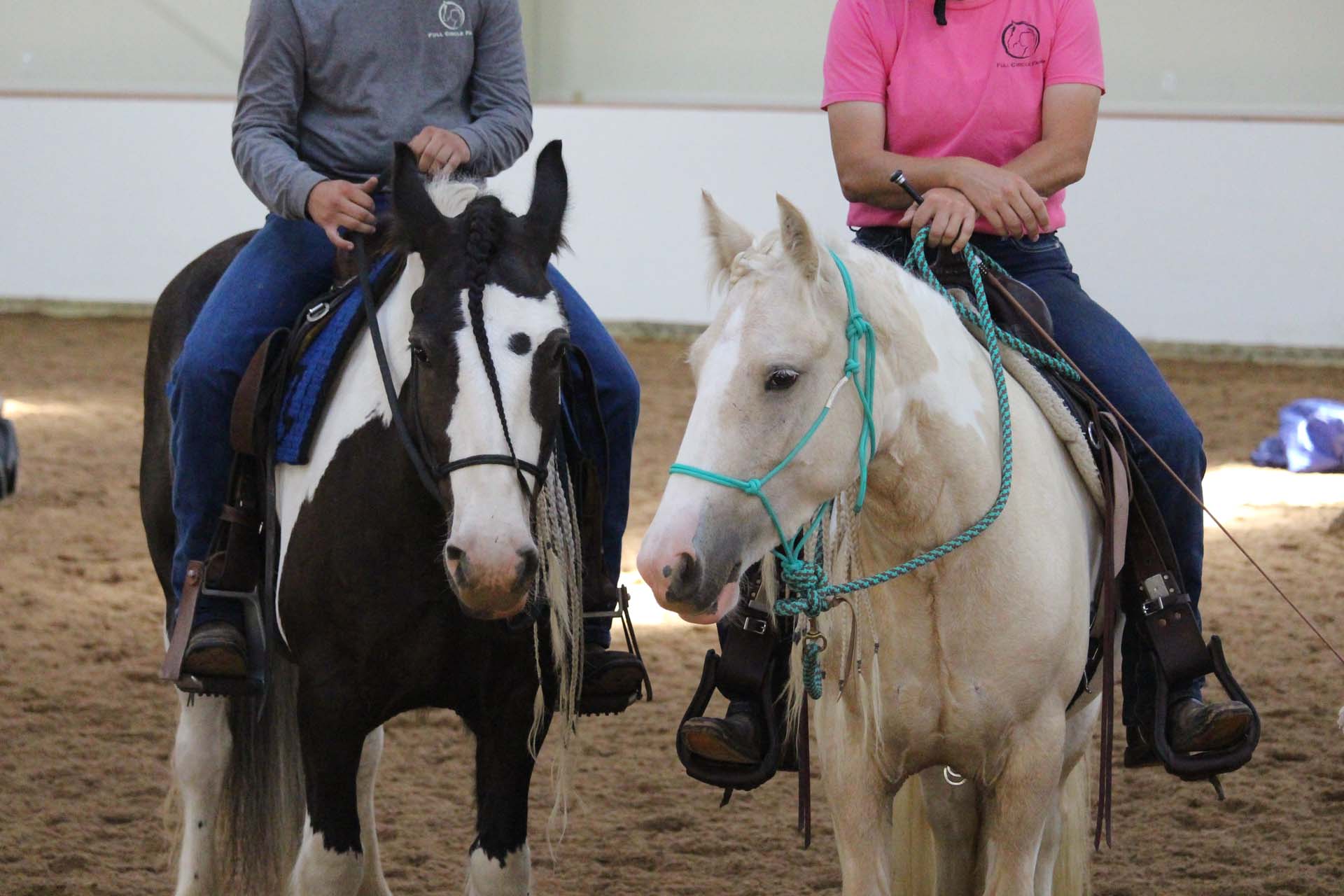 Horses in the arena at Full Circle Farm — see gallery