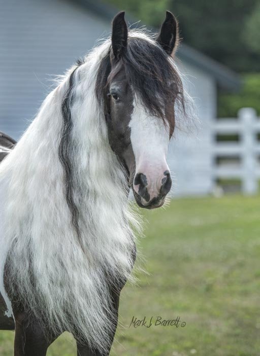 Therapeutic riding partner at Full Circle Farm